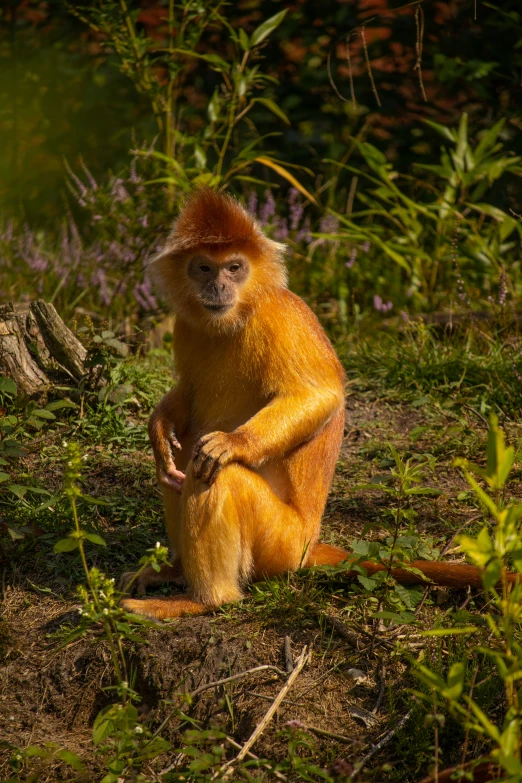 a very cute looking red monkey sitting by some trees