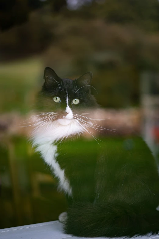 the black and white cat has green eyes