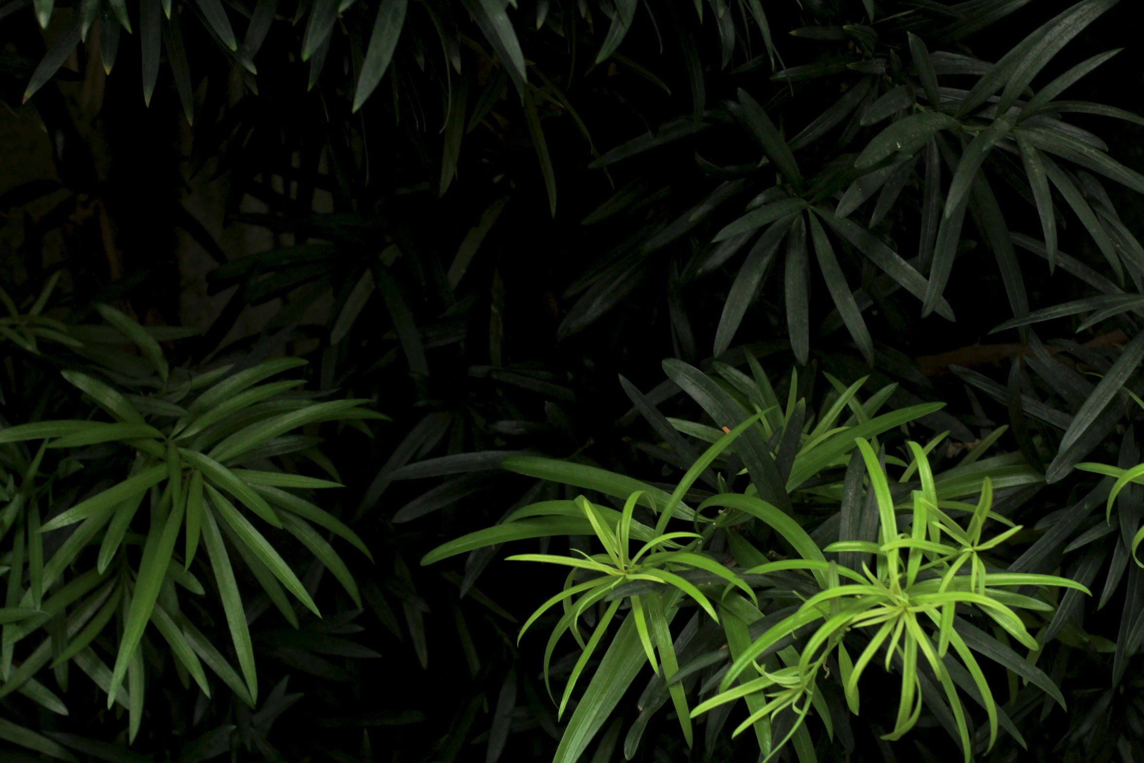 an image of plants under some dark lighting