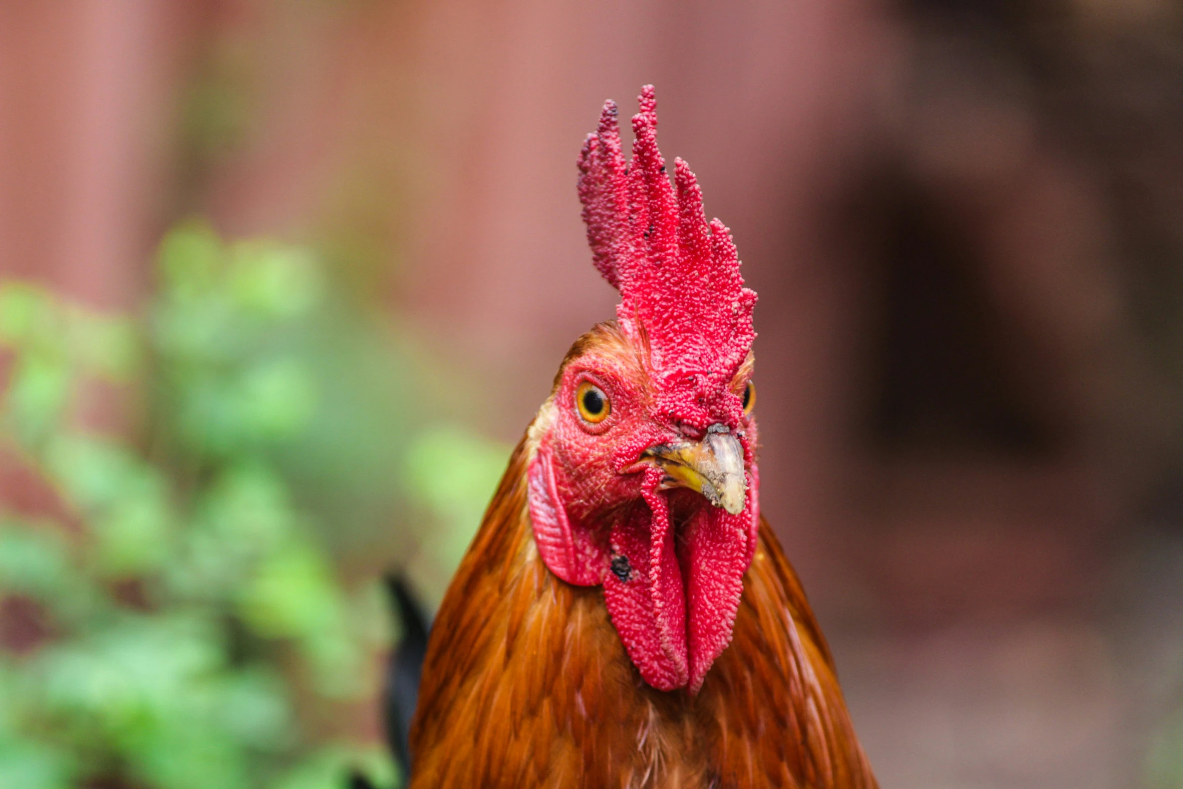 a close up image of a rooster's head