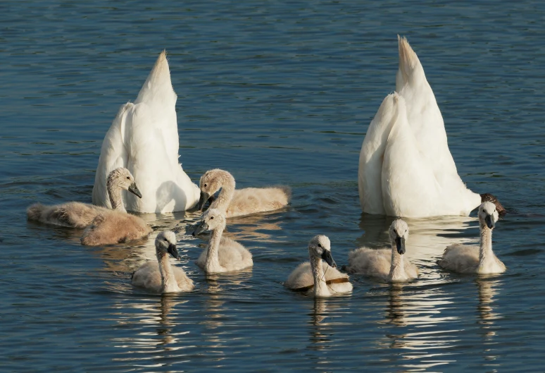 a group of white birds swimming in water