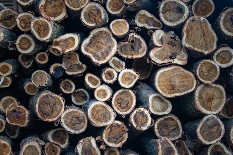 logs stacked up side by side for display