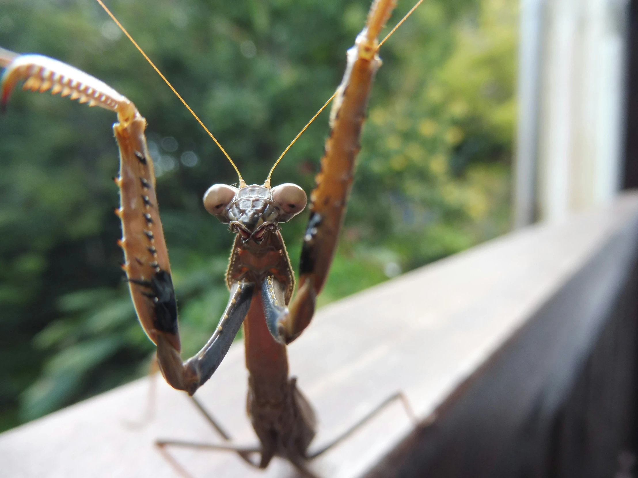 the two people are being attacked by an insect