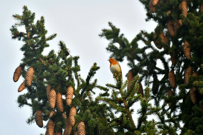 a small red bird sitting on top of some pine cones