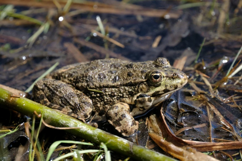 a frog that is sitting in the grass