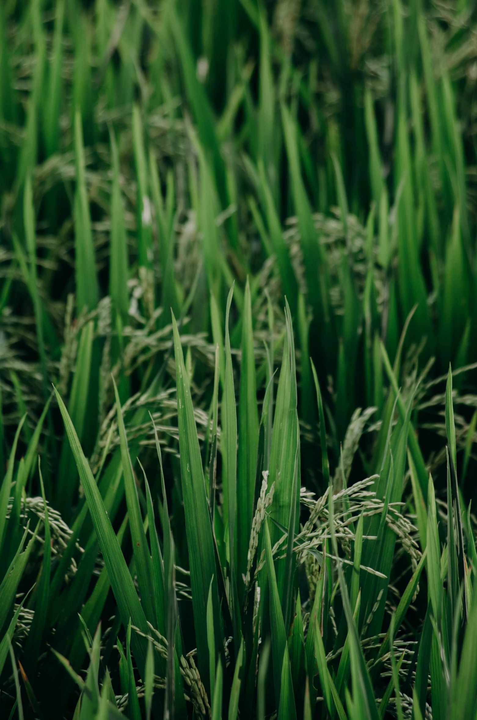 green grass that is blowing in the wind