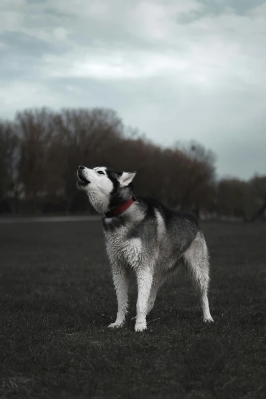 a husky dog stands looking up at the sky