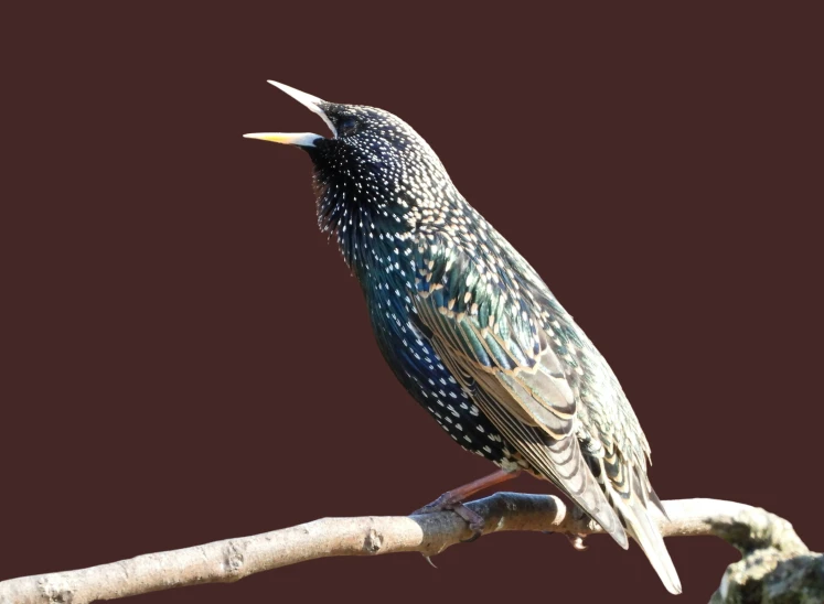 bird on tree limb with open beak during daytime