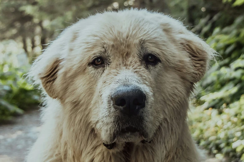 the large brown dog is next to some bushes