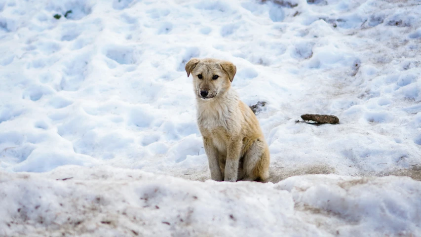 a dog sitting on snow covered ground looking at the camera