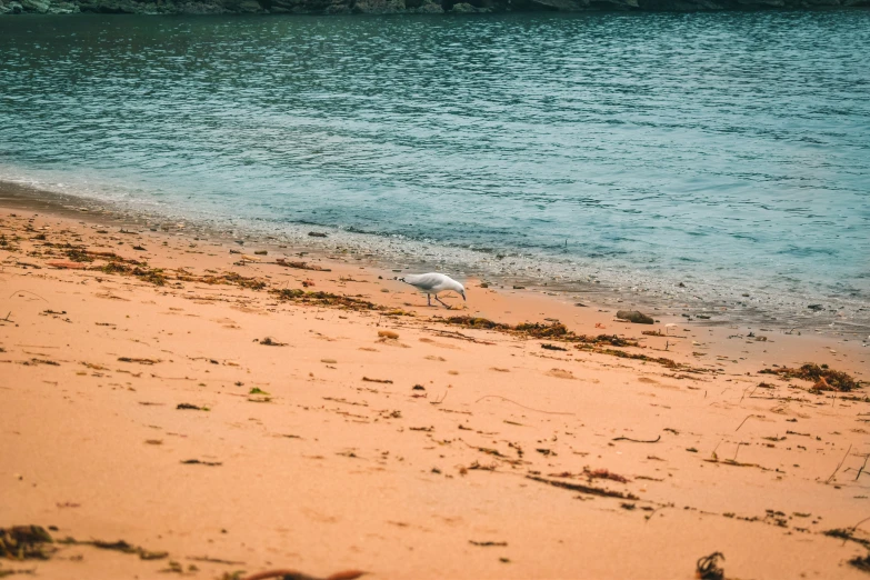 a seagull walks on a beach looking for food