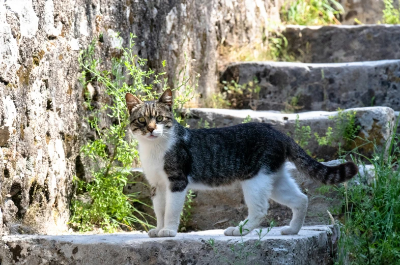 a cat walking on steps leading up to it