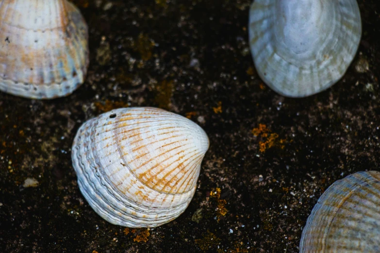 several seashells, including one shell on the sand