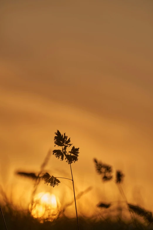 an orange sunset behind weeds and birds flying above