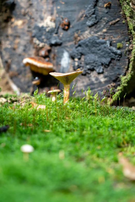 a mushrooms grows near a tree stump covered in green moss