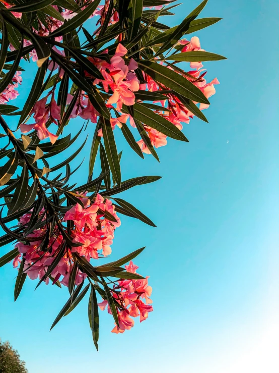 bright pink flowers hang from the nches of a tree