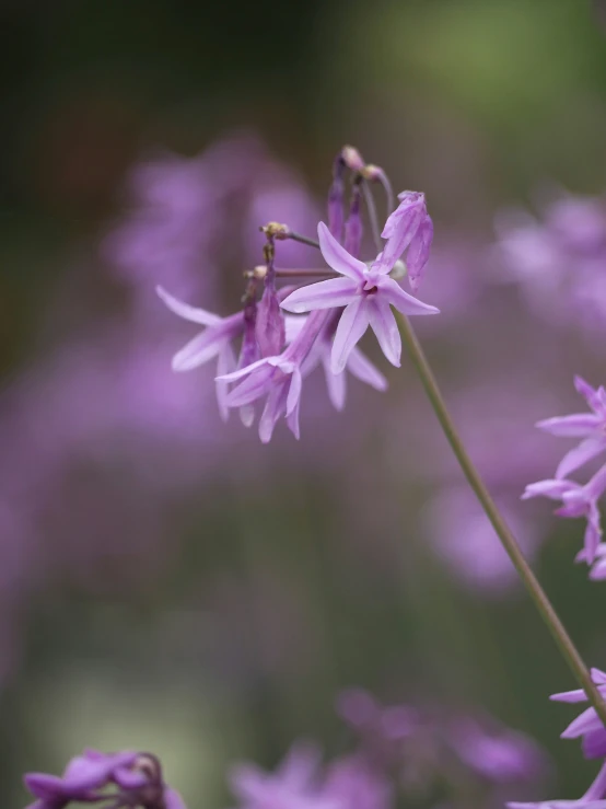 small purple flowers are blooming in the outdoors