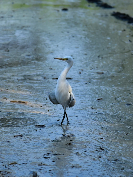 a white bird on a flooded field next to water