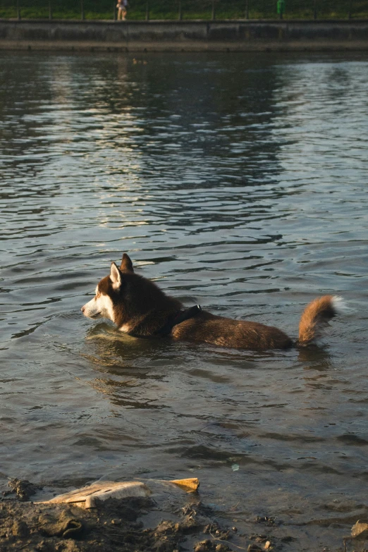 a dog playing in the water at a park