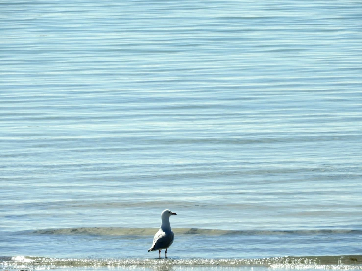 a bird sits on the shoreline as waves come in