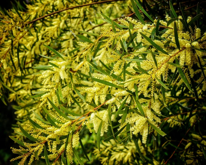 there is some small yellow flowers growing on the trees