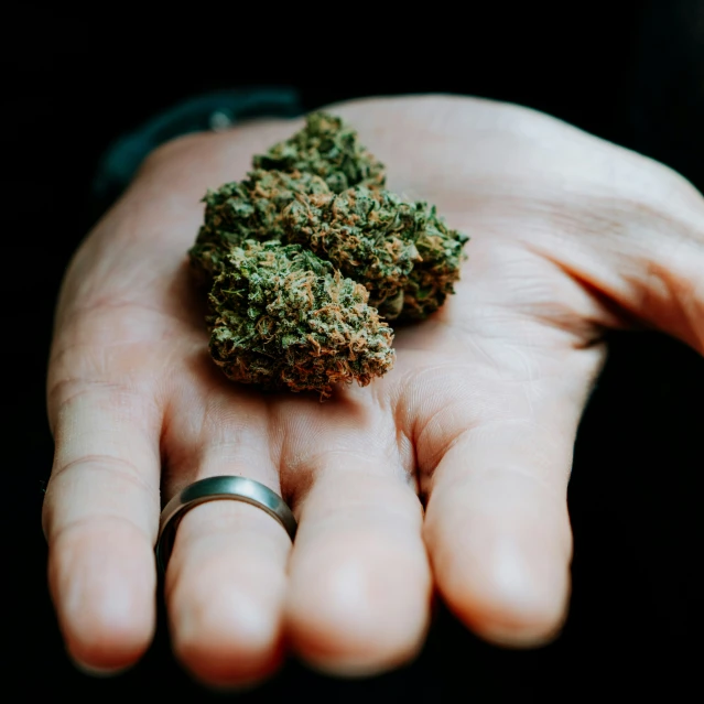 a person's hand holding a large pile of marijuana