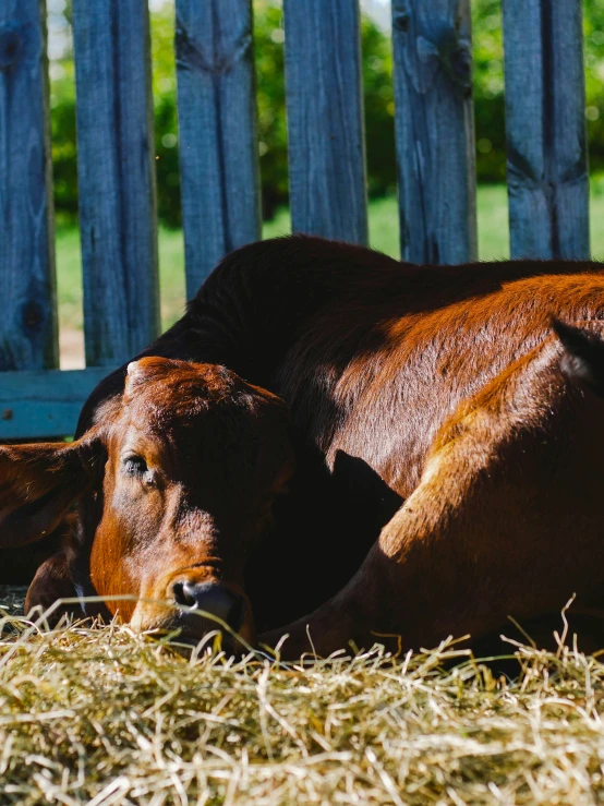 a brown cow laying in hay next to a fence