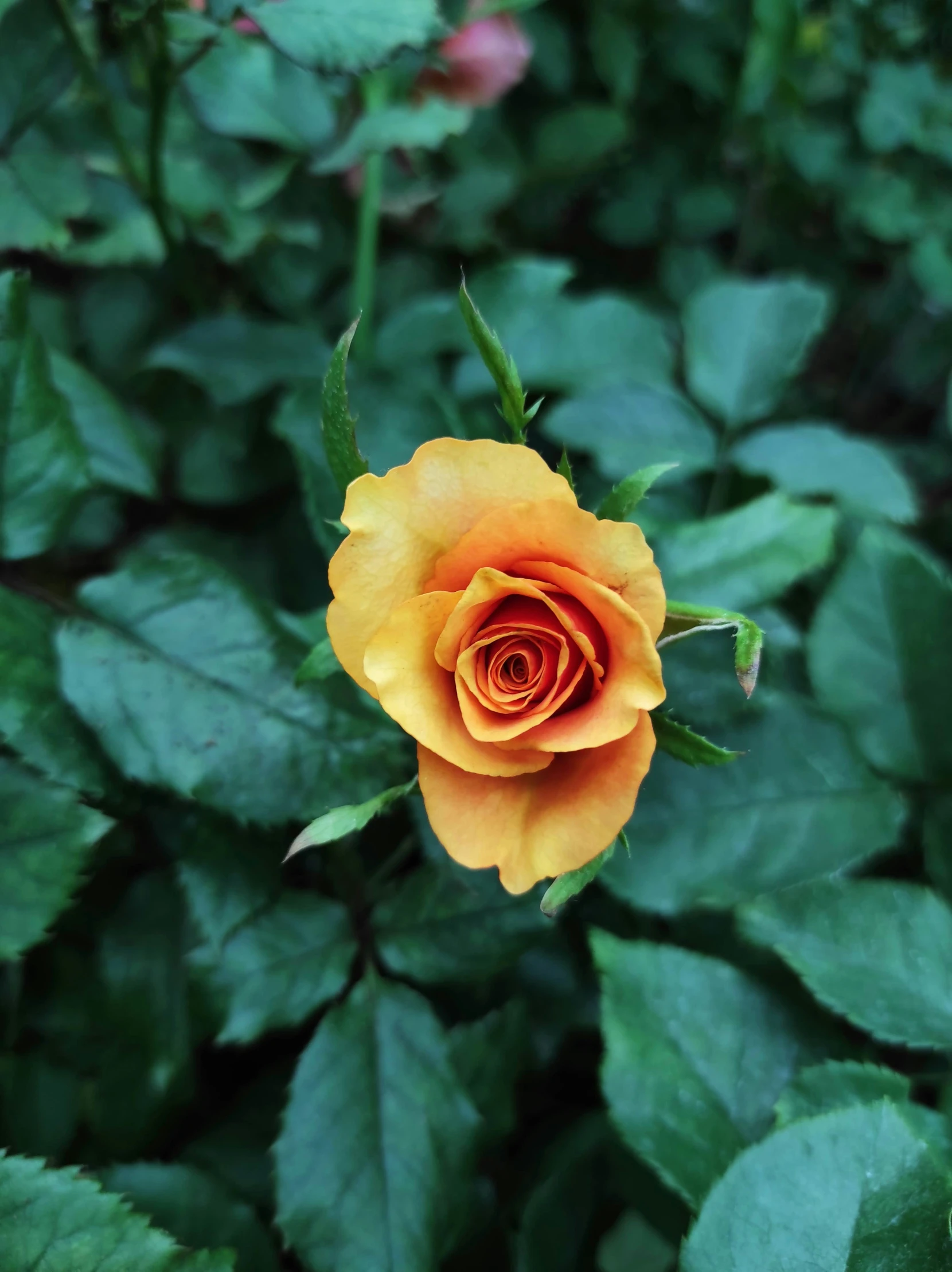 a single orange rose is blooming among the green leaves