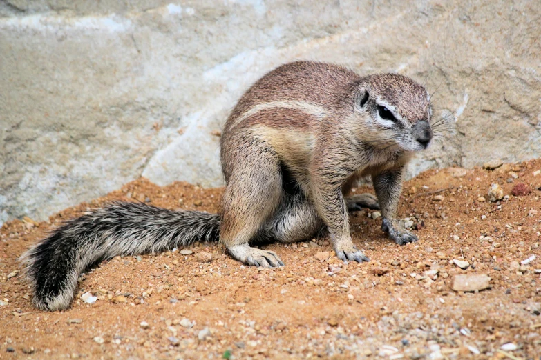 a small, young animal standing on a hill