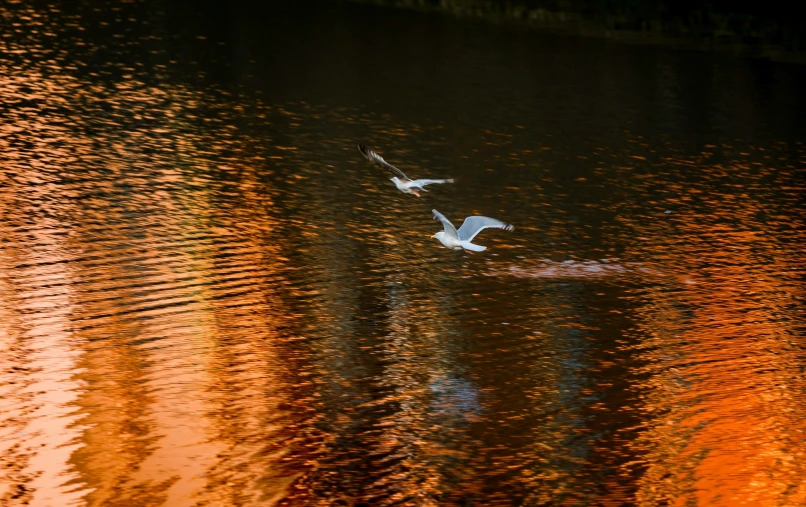 two birds are floating on the water near the shore