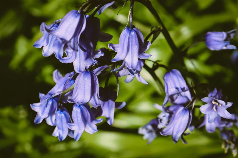 several blue flowers with green leaves in the background