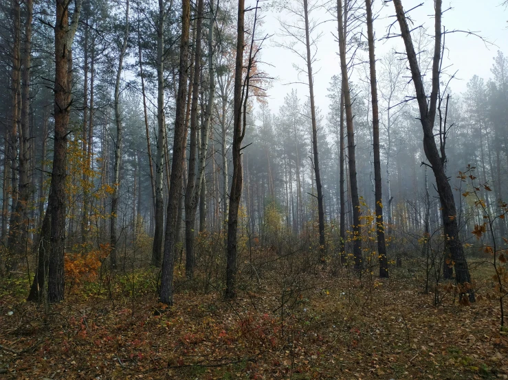 the fog is covering the forest and trees