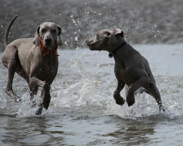 two dogs jumping into water at the beach