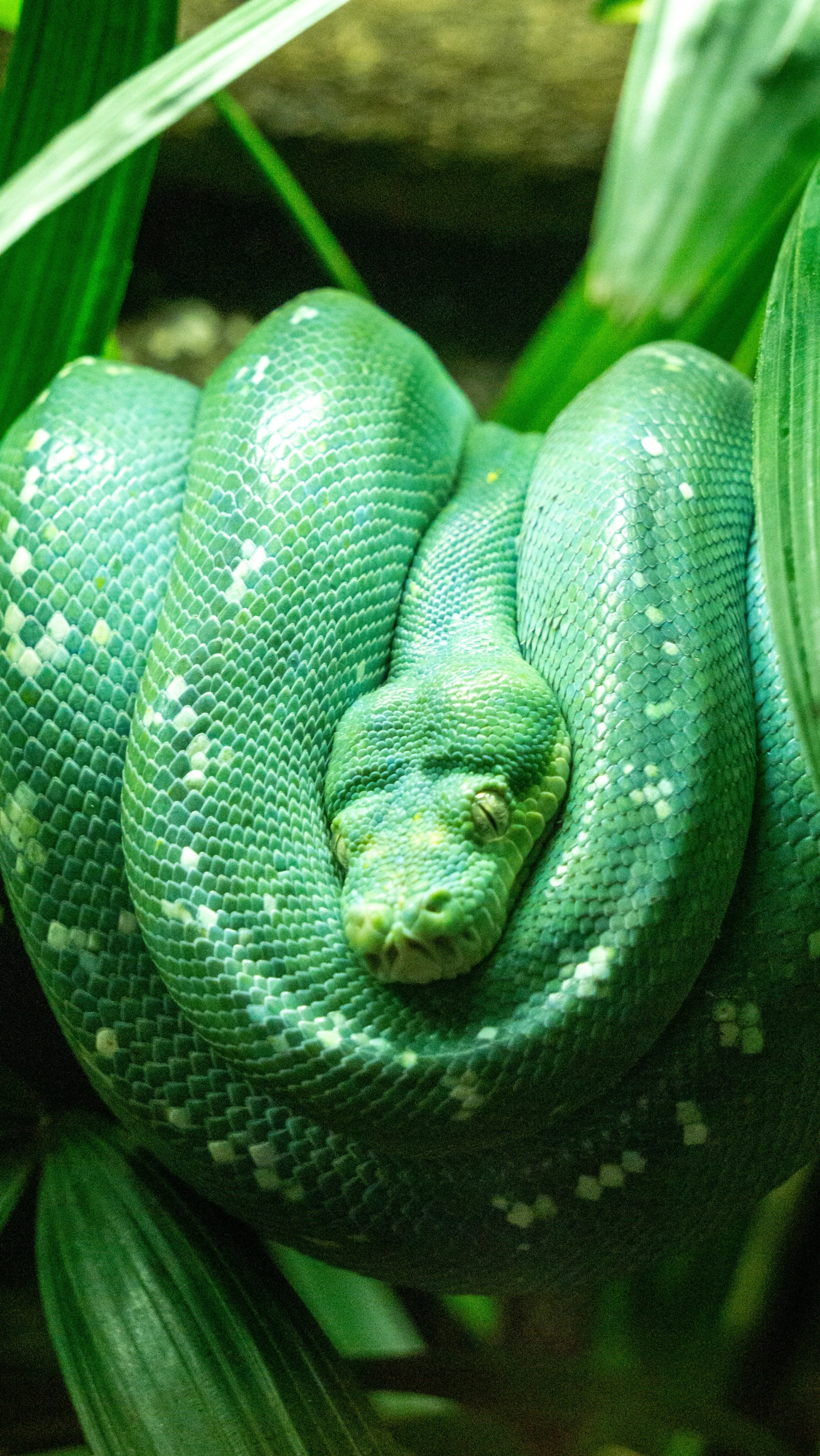 green snake curled up to the side in the jungle