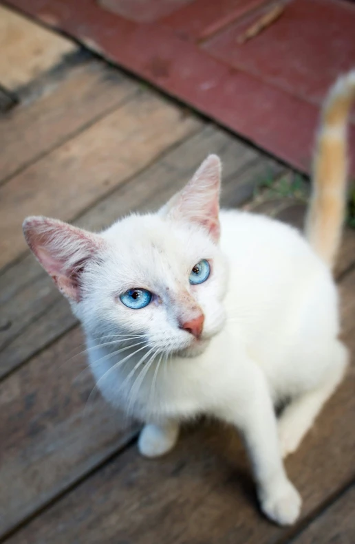 the blue eyed white cat is sitting on a wooden porch