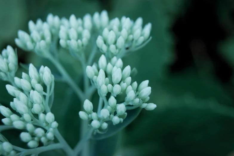 a close up s of a small plant