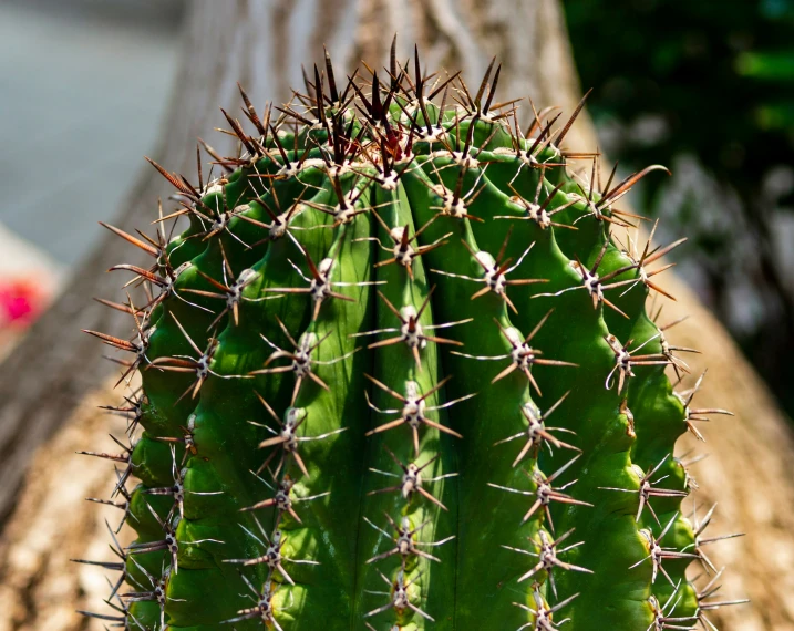 a cactus sitting on top of a wooden fence next to a tree