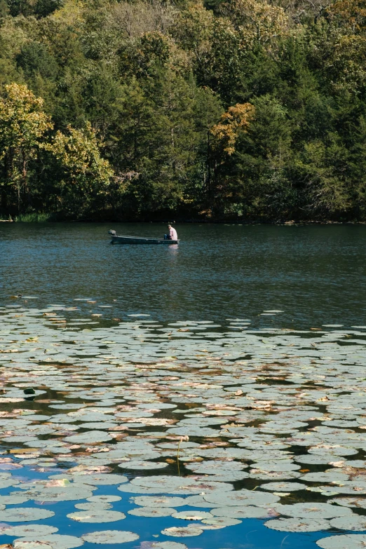 a canoe in a lake with lily pads