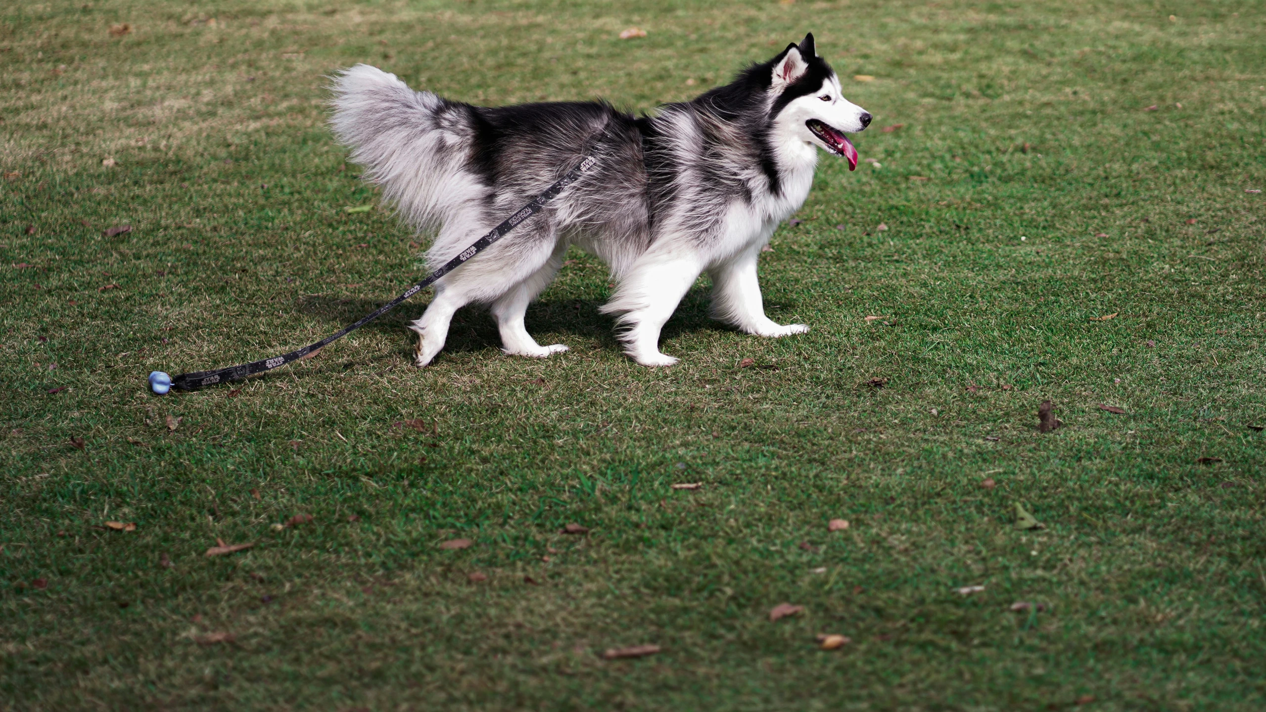 a large gray and white dog is on the grass