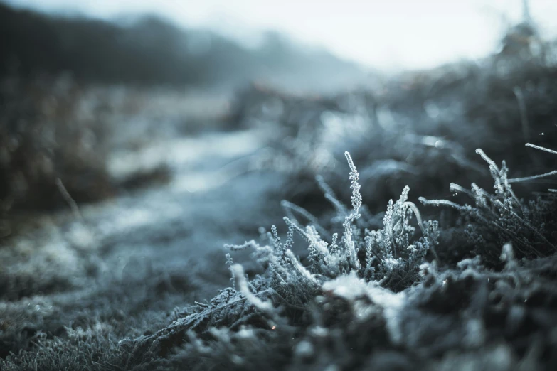 frost covered plants and shrubs on a cold day