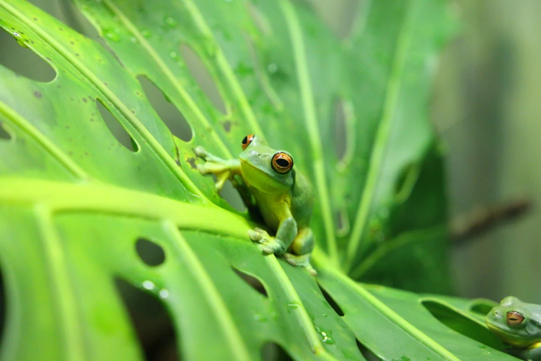 a frog sits on a leaf as it is raining