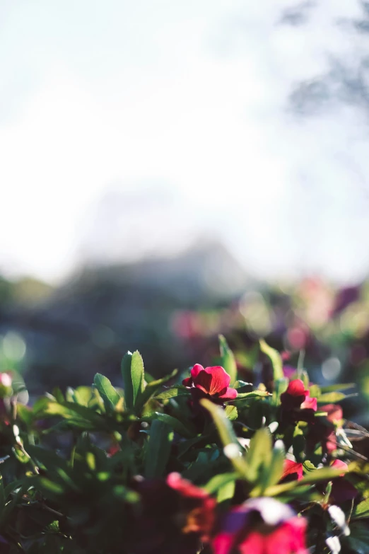 an old fashioned po of red and green flowers