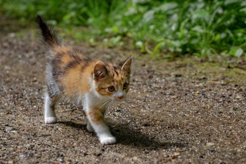 a small cat is walking on the street