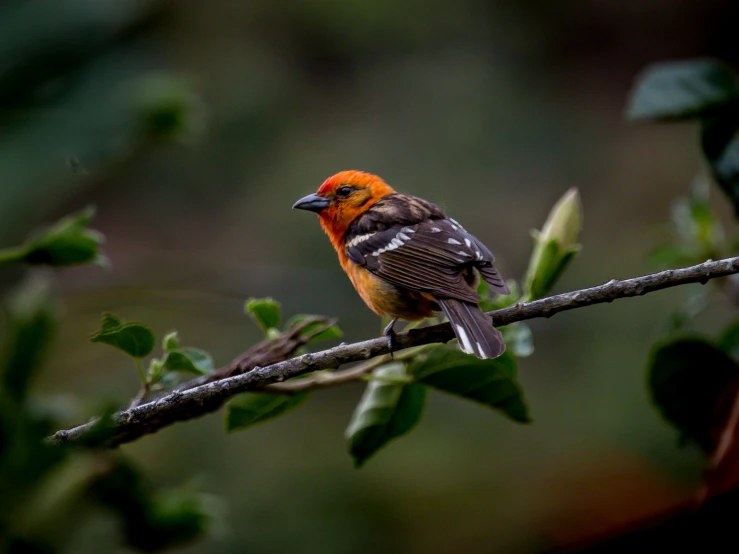 an orange and black bird perched on a tree nch