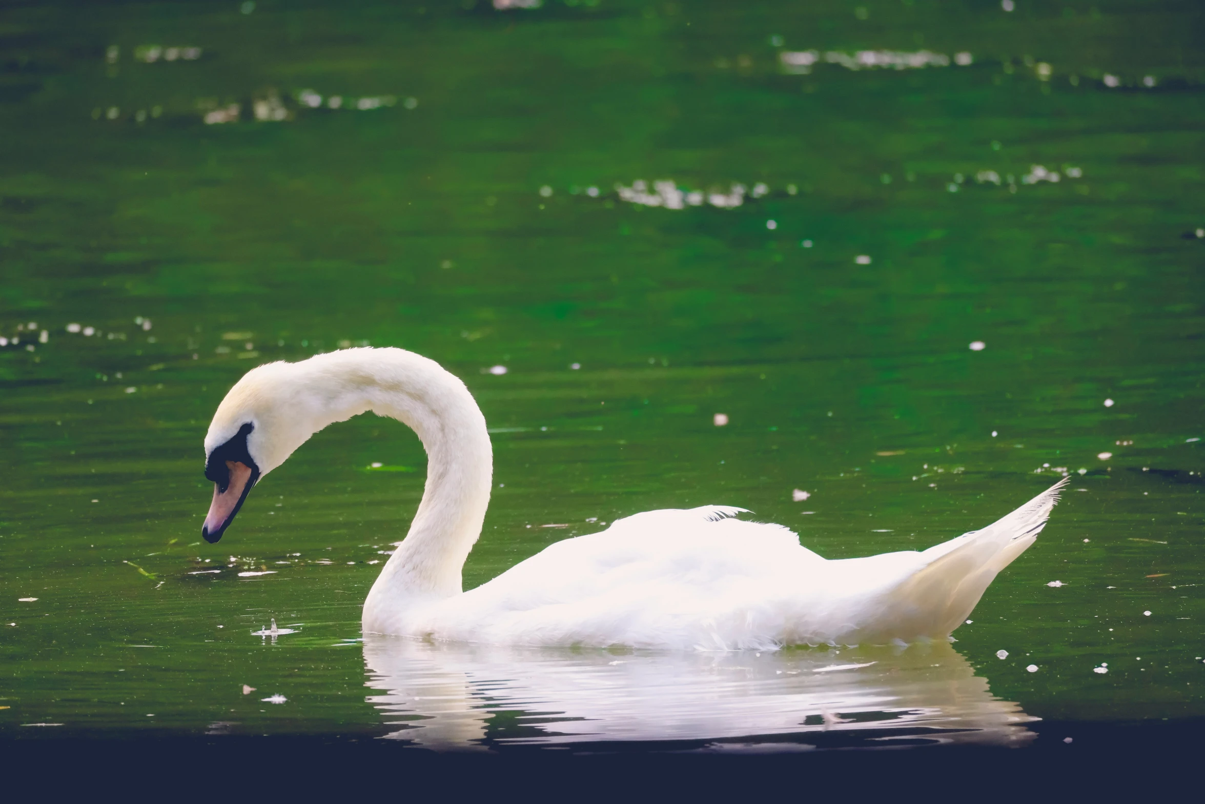 a white swan swimming in a lake next to green water