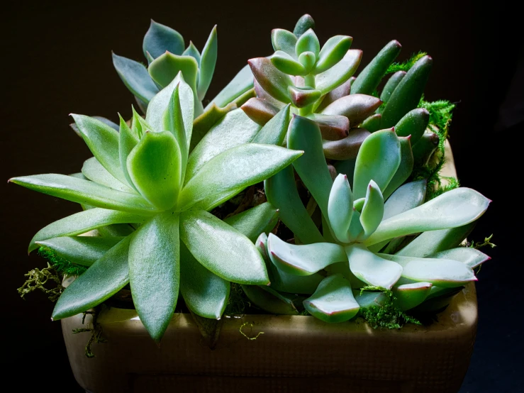 a group of different types of succulents in a vase