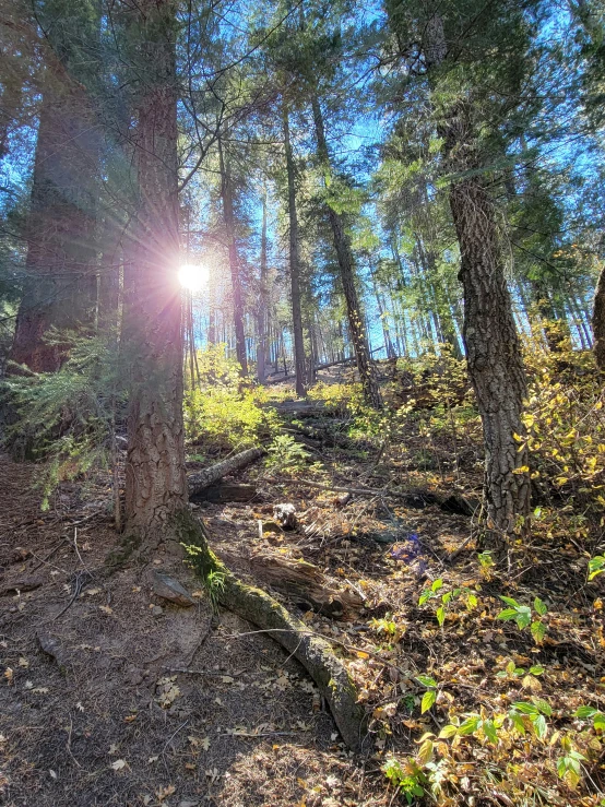 a sunny day in the woods on a path