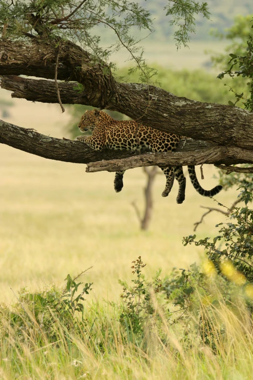 leopard lying on nch in grass, under shade of tree