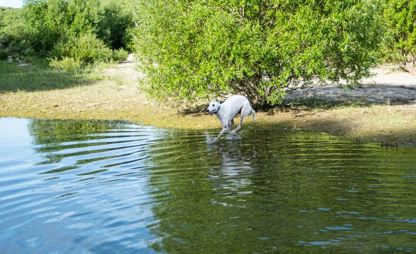 a cow standing in the water near trees