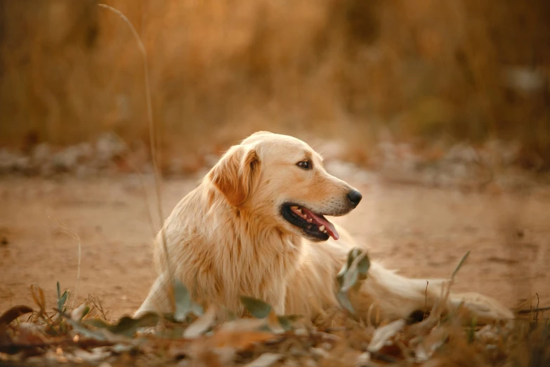 a golden retriever dog sits in the leaves